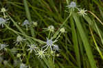 Rattlesnakemaster